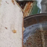 عسل مشکورک