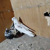 یک کفتر پرشی معاوضه با ماده شازده زرد سرور