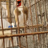 سهره نر وماده متولدقفس