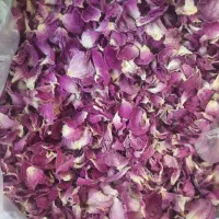گل محمدی
