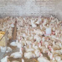 مرغ گوشتی شهرستان بت پایین ترین قیمت (آراد)