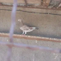 کبوتر