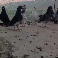 کفتر شب بازی