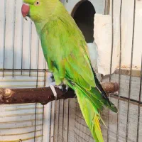 طوطی ملنگو ماده|پرنده|بروجرد, |دیوار