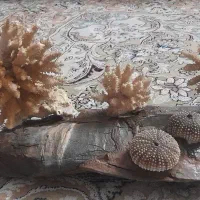 مرجان