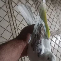 کبوتر