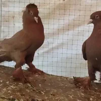 کبوتر سرخ پاپر معاوضه
