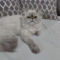 سیم کارت رند ایرانسل