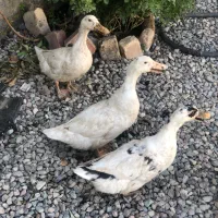اردک ماده