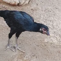 فروش مرغ