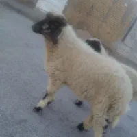 گوسفند
