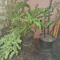 گل های آپارتمانی