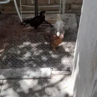 چهارتا جوجه محلی وسه تا کبوتر