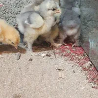 جوجه برهما