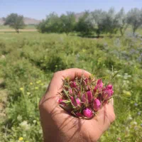 غنچه تازه گل محمدی ۳۰۰