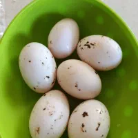 تخم اردک درشت