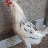 خروس ومرغ گلین۵ماهه ومرغ کرچ