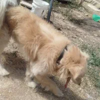 جسی