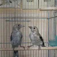 جوجه سهره عطیقه
