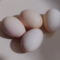 تخم مرغ نطفه دار دارم