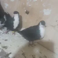 کبوتر رنگه و‌مسافتی