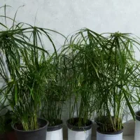 فروش انواع گل و گیاه آپارتمانی سالم و شاداب