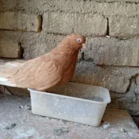 کفتر زردی