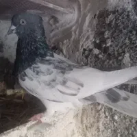 باشی سپه نر