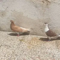 کبوتر فروشی