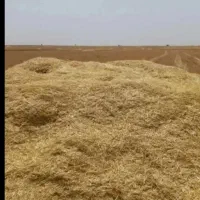 فروش کاه گندم درجه 1