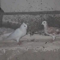 جوجه سرور