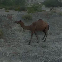 شتر داشتی