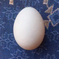 تخم اردک و تخم مرغ محلی