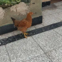 مرغ و خروس