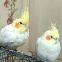 جفت عروس هلندی