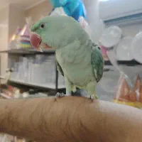 شاه طوطی سخنگو دستی