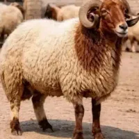 فروش گوسفند زنده دامداری پدر با تخفیف خرید کنید