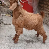 بزغاله