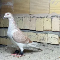 کفتر بوم قلدر آس