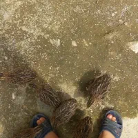 بلدرچین رسیده