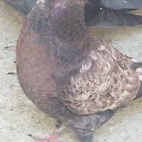چندتا جوجه      عالی   پرشی