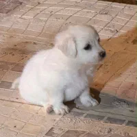 واگذاری سگ فوری