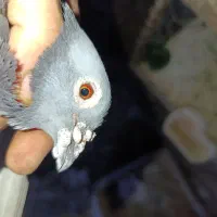 یک جفت جوجه سبز اصل کیلومتری