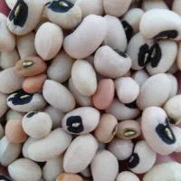 لوبیه آشی ،سه کیلو ۱میلیون و ۱۰۰