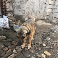 واگذاری سگ سرابی بوغشان|سگ|اردبیل, |دیوار
