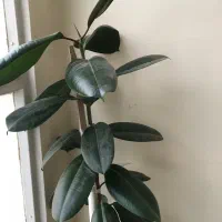 گل لیندا|گل و گیاه طبیعی|تهران, نارمک|دیوار