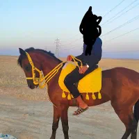اسب