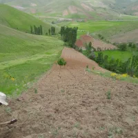 شخم زدن باغات کشاورزی باتیلرگازویلی وسم پاشی باغ