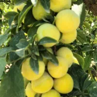 آلوقطره طلا درشت