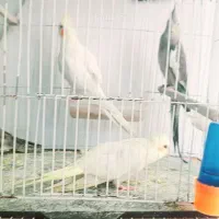 عروس هلندی مولد کار داده دستی